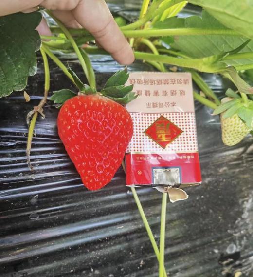 【降价啦！规格又升级，现摘现发】🍓正宗丹东东港九九草莓，草莓界的爱马仕，合隆镇城山子村九九草莓核心产区，原生态种植，每一颗都饱满多汁，味道纯正。果园现摘现发，顺丰全国包邮 商品图2
