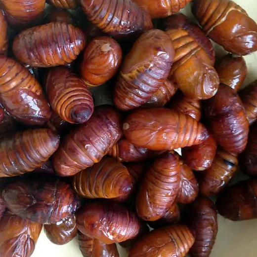 鲜活蚕蛹！❤️蛋白质最高的食物，蛋白质含量远远高于肉、蛋、鱼！❤️能增强人体免疫力！❤️补钙！❤️富含多种微量元素！炒、炸、煎，特别香！ 商品图0