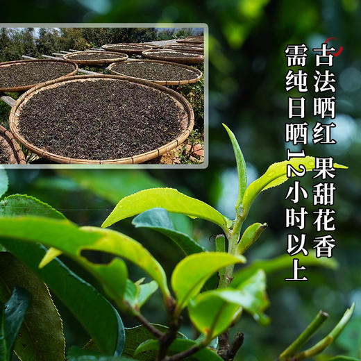 【引爆双十一放大漏！！每天仅10箱！！！】【新班章野韵古树红茶】满足您挑剔的味蕾新班章荒野古树发酵晒红整箱500克可长期存放的红茶 商品图6