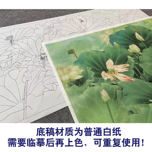 【大彩图】邹传安横幅工笔画白描底稿《荷花》临摹勾线花鸟线稿HN18 商品图3