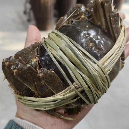 【长荡湖 大闸蟹】2.5~4两母蟹 螃蟹 商品图2