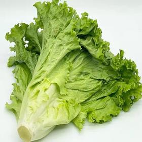 奶油生菜400g-450g/份