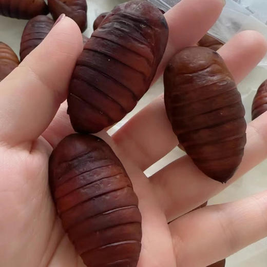 鲜活蚕蛹！❤️蛋白质最高的食物，蛋白质含量远远高于肉、蛋、鱼！❤️能增强人体免疫力！❤️补钙！❤️富含多种微量元素！炒、炸、煎，特别香！ 商品图2