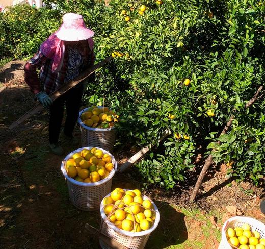 2025赣南脐橙10斤装  送礼自用都适合 新鲜橙子 来自江西赣州安远县 获得绿色食品认证的好橙 4.5kg/箱 商品图4