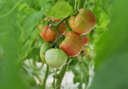 18.鱼菜共生农场可以反季节种植吗？ 商品图0