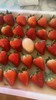 【降价啦！规格又升级，现摘现发】🍓正宗丹东东港九九草莓，草莓界的爱马仕，合隆镇城山子村九九草莓核心产区，原生态种植，每一颗都饱满多汁，味道纯正。果园现摘现发，顺丰全国包邮 商品缩略图3