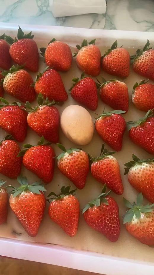 【降价啦！规格又升级，现摘现发】🍓正宗丹东东港九九草莓，草莓界的爱马仕，合隆镇城山子村九九草莓核心产区，原生态种植，每一颗都饱满多汁，味道纯正。果园现摘现发，顺丰全国包邮 商品图3