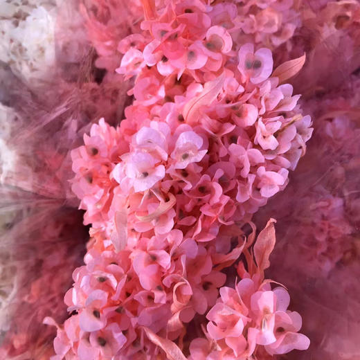 迎客豆.粉色 商品图1