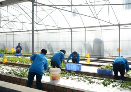 23.鱼菜共生农场用工量大吗，打人海战术吗？ 商品图0