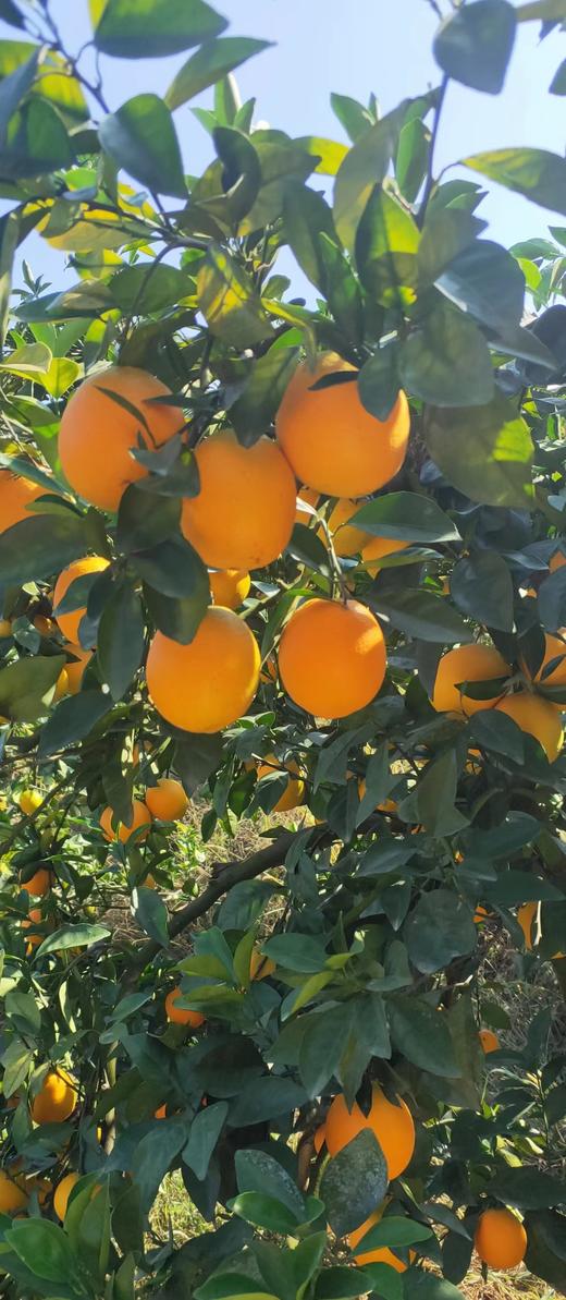 580组合产品-老同志 商品图0