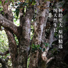 【引爆双十一放大漏！！每天仅10箱！！！】【新班章野韵古树红茶】满足您挑剔的味蕾新班章荒野古树发酵晒红整箱500克可长期存放的红茶 商品缩略图1