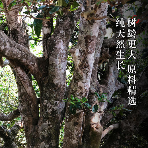 【引爆双十一放大漏！！每天仅10箱！！！】【新班章野韵古树红茶】满足您挑剔的味蕾新班章荒野古树发酵晒红整箱500克可长期存放的红茶 商品图1