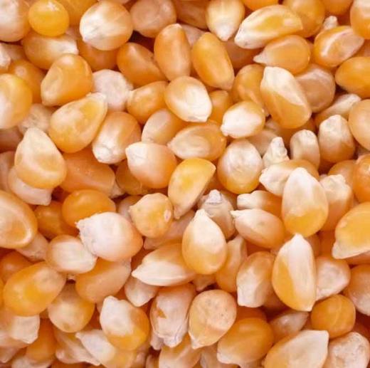 睿立散装爆玉米花玉米1000g/袋 商品图0