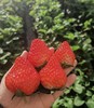 【降价啦！规格又升级，现摘现发】🍓正宗丹东东港九九草莓，草莓界的爱马仕，合隆镇城山子村九九草莓核心产区，原生态种植，每一颗都饱满多汁，味道纯正。果园现摘现发，顺丰全国包邮 商品缩略图0