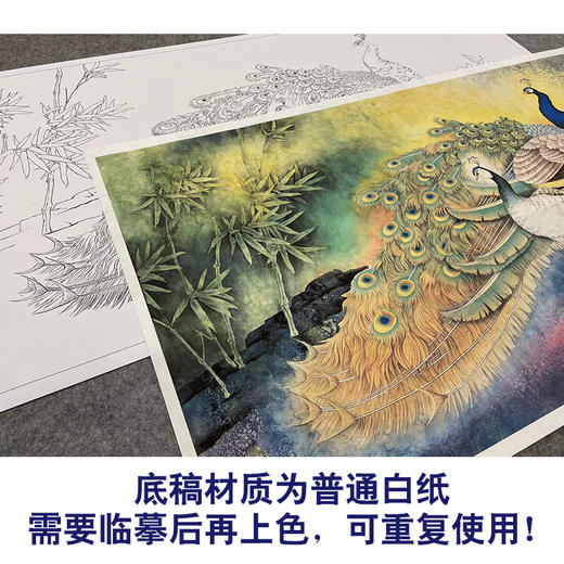 【大彩图】横幅工笔画白描底稿《孔雀》临摹勾线花鸟线稿HN19 商品图3
