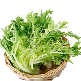 苦菊300g/份