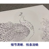 【大彩图】横幅工笔画白描底稿《孔雀》临摹勾线花鸟线稿HN19 商品缩略图4