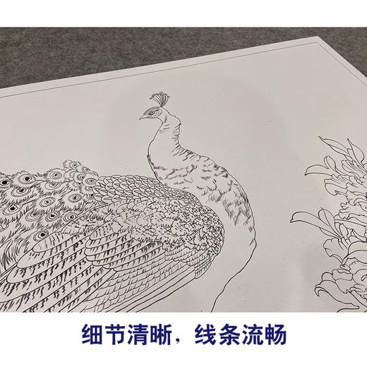 【大彩图】横幅工笔画白描底稿《孔雀》临摹勾线花鸟线稿HN19 商品图4