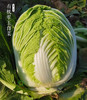 2025新鲜上市【新疆有机翠玉白菜】喝天山雪水长大 一年只一茬！汁水甘甜 纤维细 大自然的味道 商品缩略图8