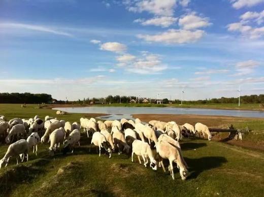 羊肉 | 黑头羊肉周期配送 商品图1