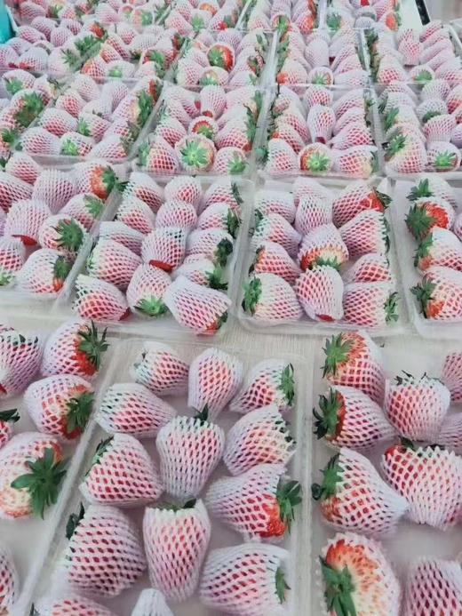 【降价啦！规格又升级，现摘现发】🍓正宗丹东东港九九草莓，草莓界的爱马仕，合隆镇城山子村九九草莓核心产区，原生态种植，每一颗都饱满多汁，味道纯正。果园现摘现发，顺丰全国包邮 商品图7