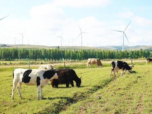 牛肉 | 西门塔尔牛肉周期配送 商品图3