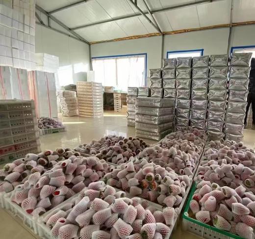 【降价啦！规格又升级，现摘现发】🍓正宗丹东东港九九草莓，草莓界的爱马仕，合隆镇城山子村九九草莓核心产区，原生态种植，每一颗都饱满多汁，味道纯正。果园现摘现发，顺丰全国包邮 商品图5