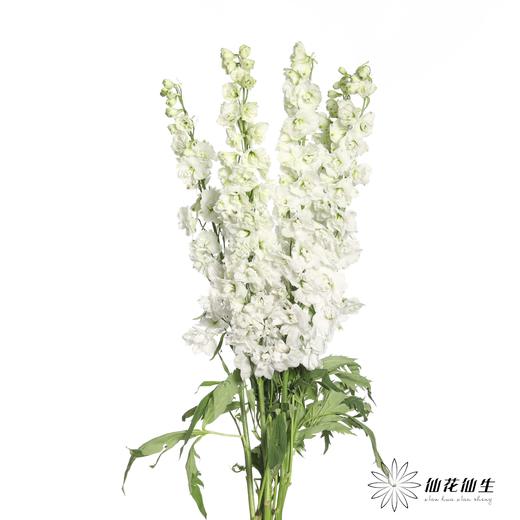 肯尼亚花材 | 大飞燕白雪Sonw white 商品图1