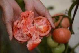 10.鱼菜共生农场用水量大吗？哪些水源能用？