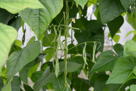 13.鱼菜共生农场可以养哪些鱼？