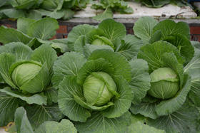 22.鱼菜共生农场用电多吗？卖鱼卖菜够交电费吗？