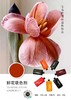 鲜花吸色剂染色剂 商品缩略图5