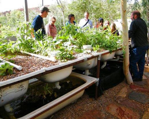 12.鱼菜共生农场可以种哪些菜？ 商品图0