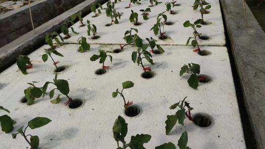 47.鱼菜共生农产品生产成本高吗？ 商品图0