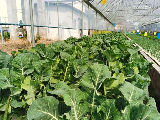 5.哪类人不适合做鱼菜共生农场？ 商品图0