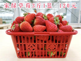 3斤草莓 农场新鲜采摘 门店自提