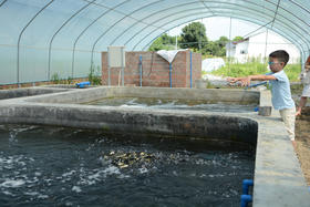 21.土塘养鱼可以做鱼菜共生农场吗？