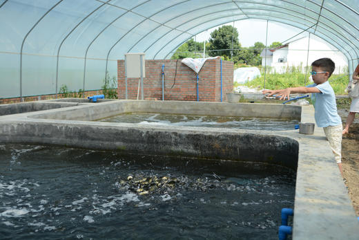 21.土塘养鱼可以做鱼菜共生农场吗？ 商品图0