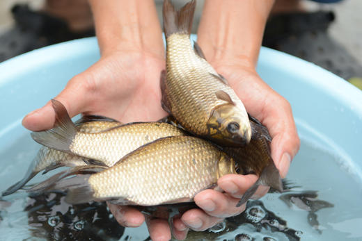 84.如何吸引传统媒体对鱼菜共生农场的报道？ 商品图0