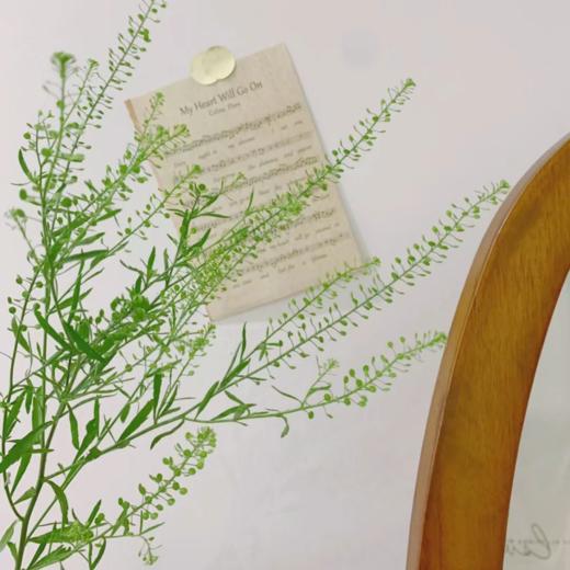 绿玲草丨配草 商品图2