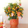 金桔盆栽-1盆带果四季果树食用金橘室内阳台招财春节元旦送礼祝福植物（果实偏青） 商品缩略图3