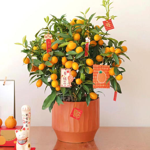 金桔盆栽-1盆带果四季果树食用金橘室内阳台招财春节元旦送礼祝福植物（果实偏青） 商品图3