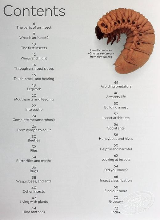 预售 【中商原版】DK 英文原版 Eyewitness 系列昆虫百科 Insect Eyewitness 昆虫指南 插图介绍 商品图4