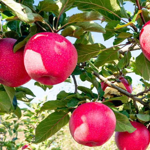 静宁苹果 新鲜红富士 商品图6