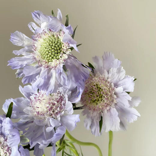 蓝盆花紫色丨草花【单拍不发】 商品图3