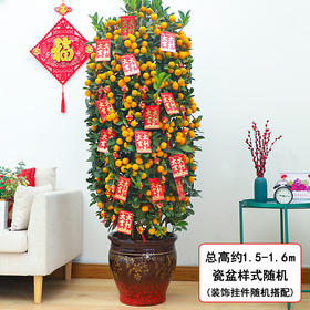 四季桔盆栽-1盆年桔盆栽年宵花年橘植物送礼四季桔带果桔子树带盆栽好送货春节元旦送礼公司前台门口摆放
