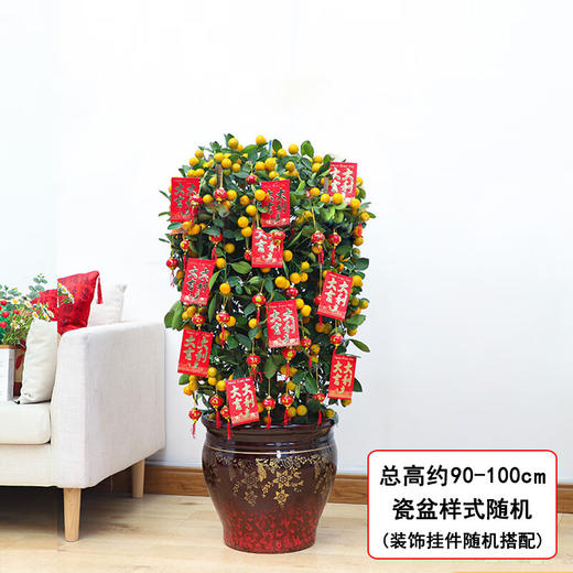 四季桔盆栽-1盆年桔盆栽年宵花年橘植物送礼四季桔带果桔子树带盆栽好送货春节元旦送礼公司前台门口摆放 商品图2