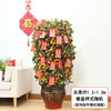四季桔盆栽-1盆年桔盆栽年宵花年橘植物送礼四季桔带果桔子树带盆栽好送货春节元旦送礼公司前台门口摆放 商品缩略图1