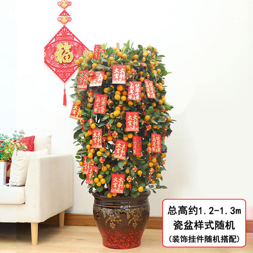 四季桔盆栽-1盆年桔盆栽年宵花年橘植物送礼四季桔带果桔子树带盆栽好送货春节元旦送礼公司前台门口摆放 商品图1