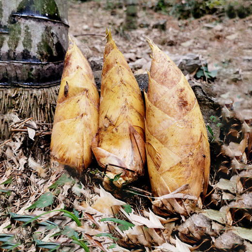 【临安冬笋】“竹笋之乡”——临安天目山深山竹林现挖发货，鲜嫩脆爽，好吃不过应季，只有二十多天赏味期哦，外壳薄而易剥，肉质洁白肥嫩，个头均匀饱满 商品图5